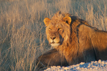 Proud lion laying down in the grass soaking up the morning sun in Etosha Nature reserve in Namibia