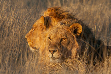 Proud lion laying down in the grass soaking up the morning sun in Etosha Nature reserve in Namibia