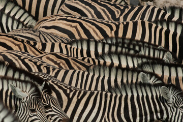 Group of Zebra gathered together drinking water from a watering hole forming patters and textures...