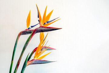 Bird of paradise flower 08