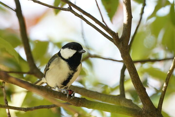 japanese tit on the branch