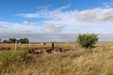 landscape with a tree in a field