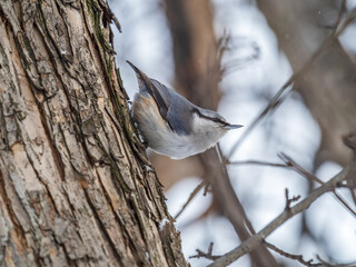 Eurasian nuthatch or wood nuthatch, lat. Sitta europaea, sitting on a tree trunk with a blurred background.