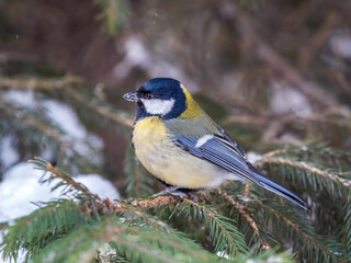 Cute bird Great tit, songbird sitting on the fir branch with snow in winter