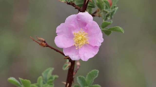 Pink flowering solitary cymose corymb of Interior Wildrose, Rosa Woodsii, Rosaceae, native in the San Bernardino Mountains, Summer.