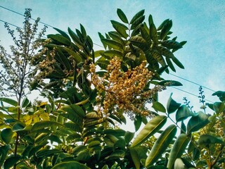 Mango foliage is growing on a tree