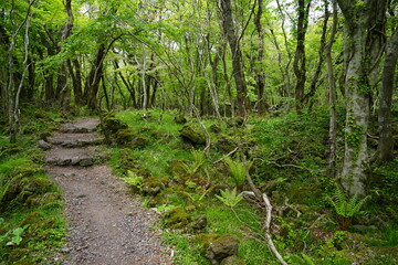 a dense green forest with a path