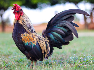 The rooster looks fierce and stern, but it is also friendly to humans. It also has beautiful, beautiful hair.