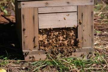 養蜂場　蜜蜂
