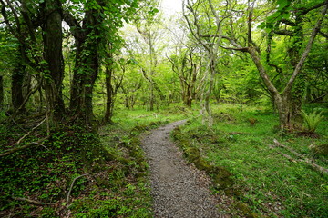 a dense green forest with a path