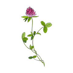 Red clover, Shamrock wild field flower isolated on white, botanical hand drawn doodle ink vector colorful illustration, for design package tea, cosmetic, medicine, greeting card, wedding invitations