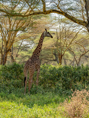 Giraffe in front Amboseli national park Kenya masai mara.(Giraffa reticulata) sunset.