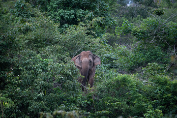 asian elephant in the wild