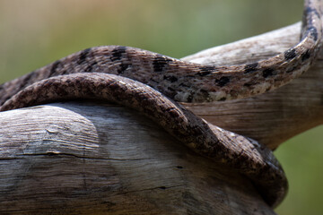 Dog-toothed Cat Snake (Boiga cynodon)