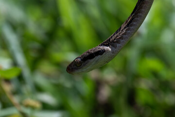 Dog-toothed Cat Snake (Boiga cynodon)