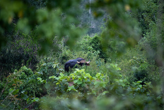 gaur in forest
