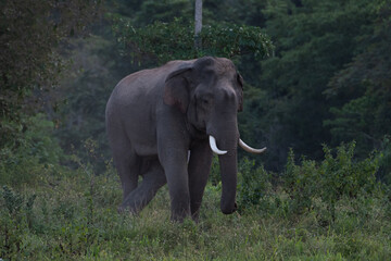 Obraz premium asian wild elephant