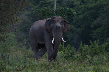 asian wild elephant