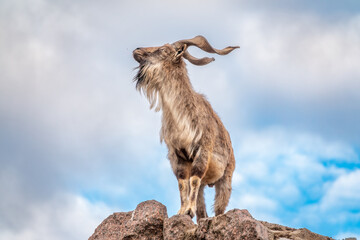 Markhor, Capra falconeri, wild goat native to Central Asia, Karakoram and the Himalayas standing on...
