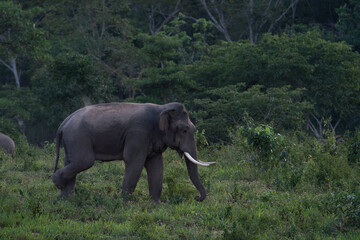 asian wild elephant