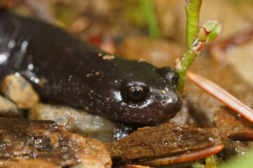 Closeup on an adult of the endangered Del Norte Salamander, Plethodon elongatus