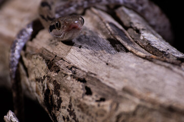 Dog-toothed Cat Snake (Boiga cynodon)