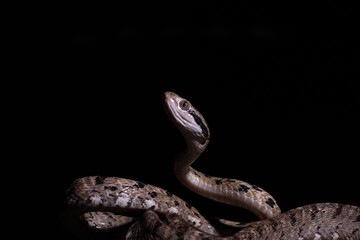 Dog-toothed Cat Snake (Boiga cynodon)