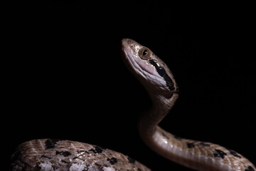 Dog-toothed Cat Snake (Boiga cynodon)