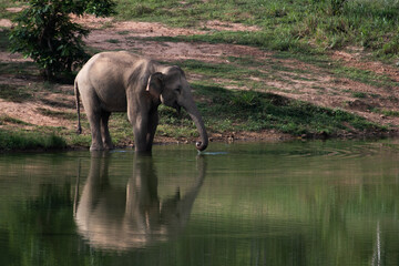 Fototapeta premium asian wild elephant