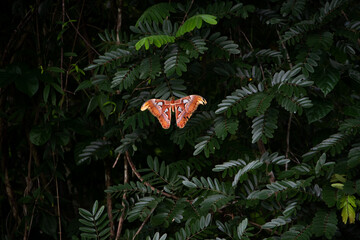 butterfly on a tree