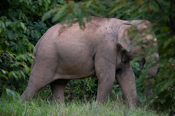 asian wild elephant