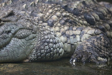 ナイルワニ