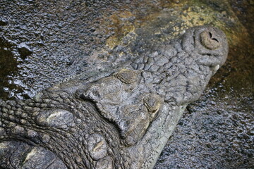 Obraz premium ナイルワニ