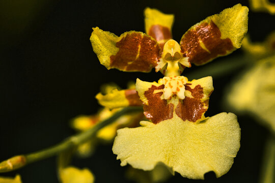 Closeup of Tolumnia, the genus in the family Orchidaceae.