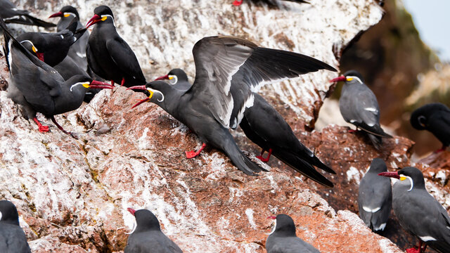 Angry Birds in Paracas Peru