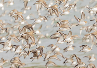 Dunlins flying over the seashore in British Columbia.