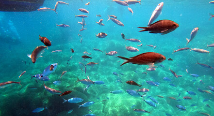 Underwater world of Mediterranean Sea. Near Marmaris, Turkey