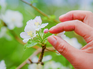 Hand and white apple blossom
