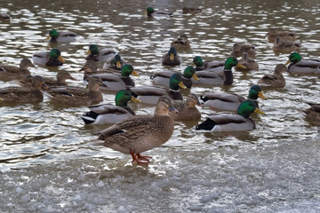 A flock of wild ducks on the lake. Many wild ducks swim in the winter lake. A flock of ducks in the water.