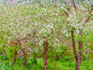 The orchard apple trees are blooming