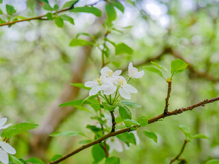 Apple blossoms close-up on spring branch