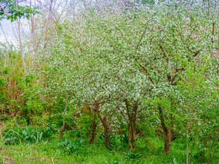 Fototapeta na wymiar The orchard apple trees are blooming