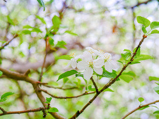 Apple blossoms close-up on spring branch