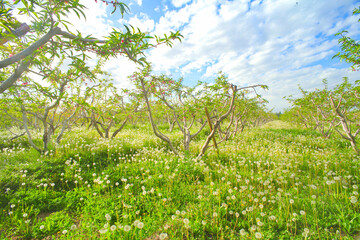 Peach tree orchard dandelion seeds