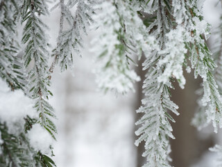 frozen winter tree covered with frost