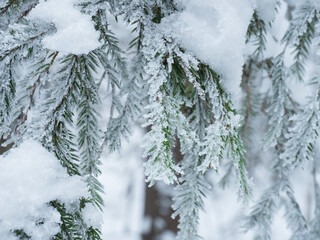 frozen winter tree covered with frost