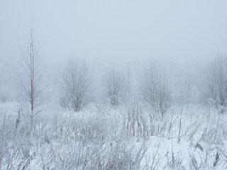 Fototapeta na wymiar winter frozen field with small trees