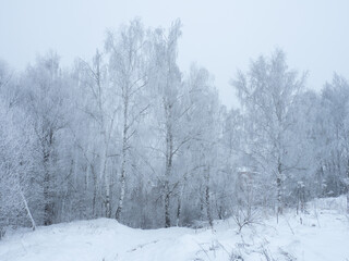 winter frozen birch forest