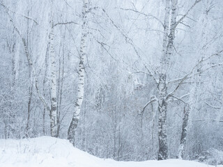winter frozen birch forest
