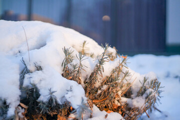 Lavender buried in snow in winter